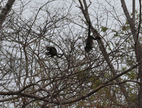 DSC_1121 affen small